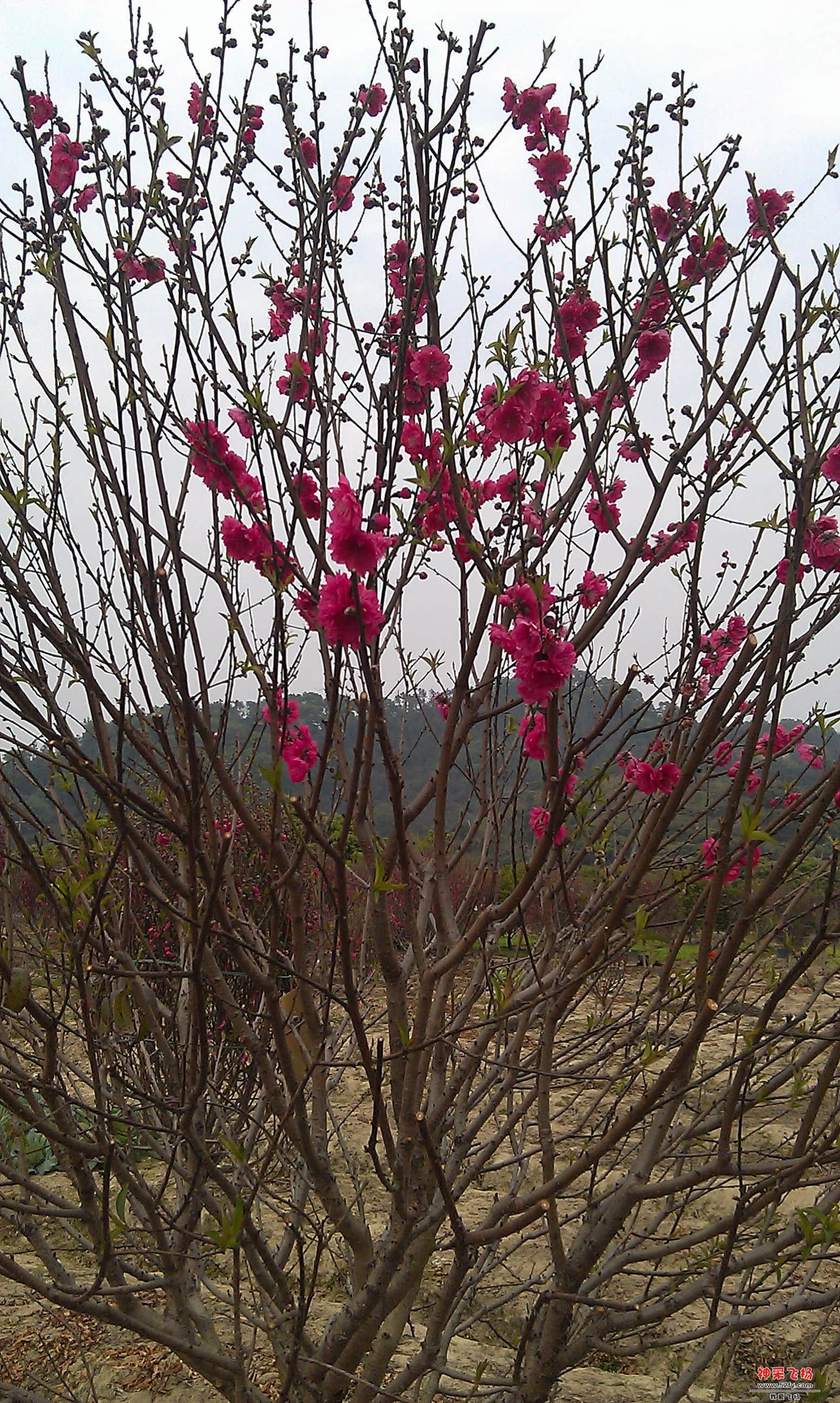 IMAG0025.jpg