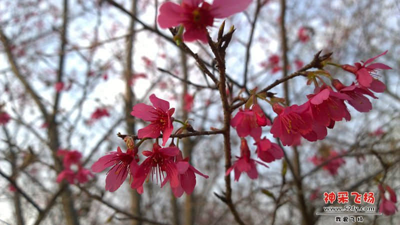 从化樱花