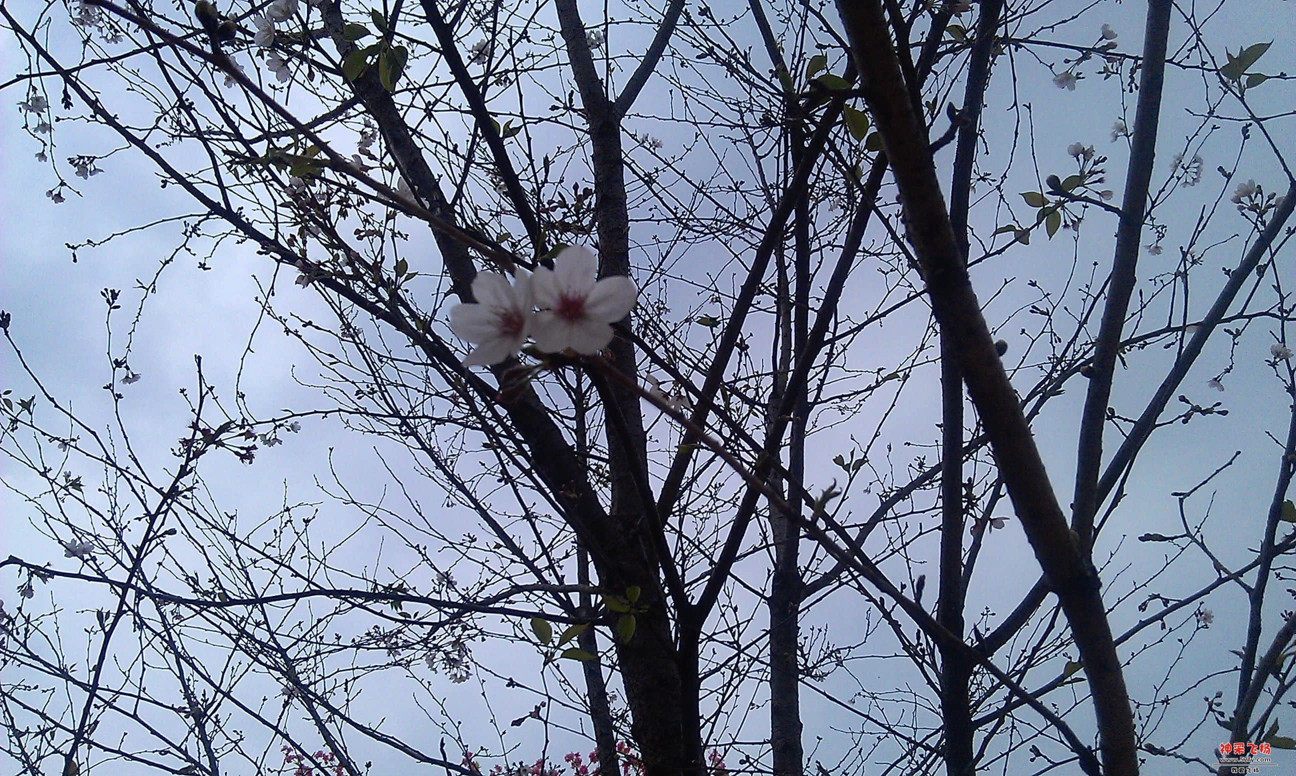 IMAG0096.jpg