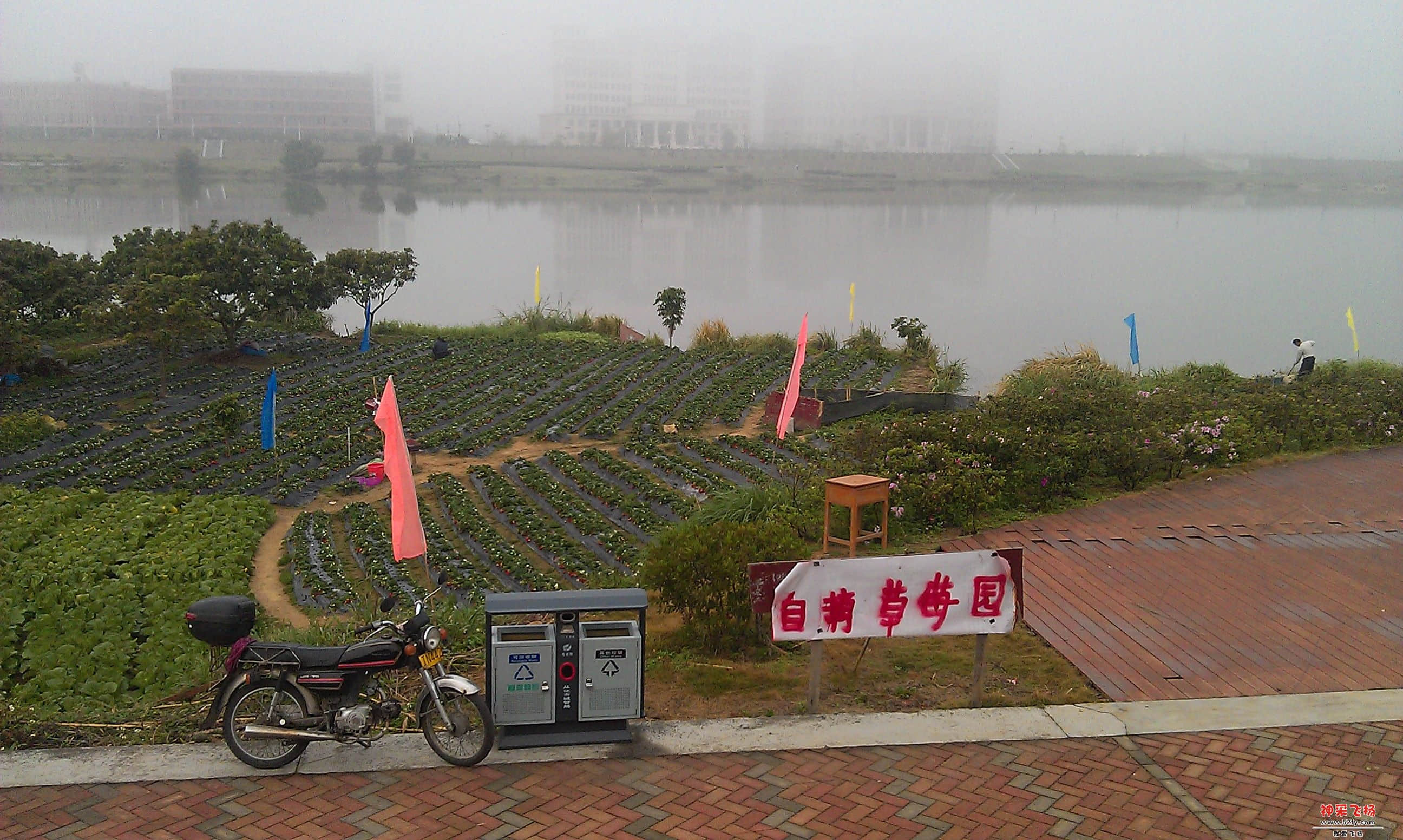 水利学院对面草莓.jpg