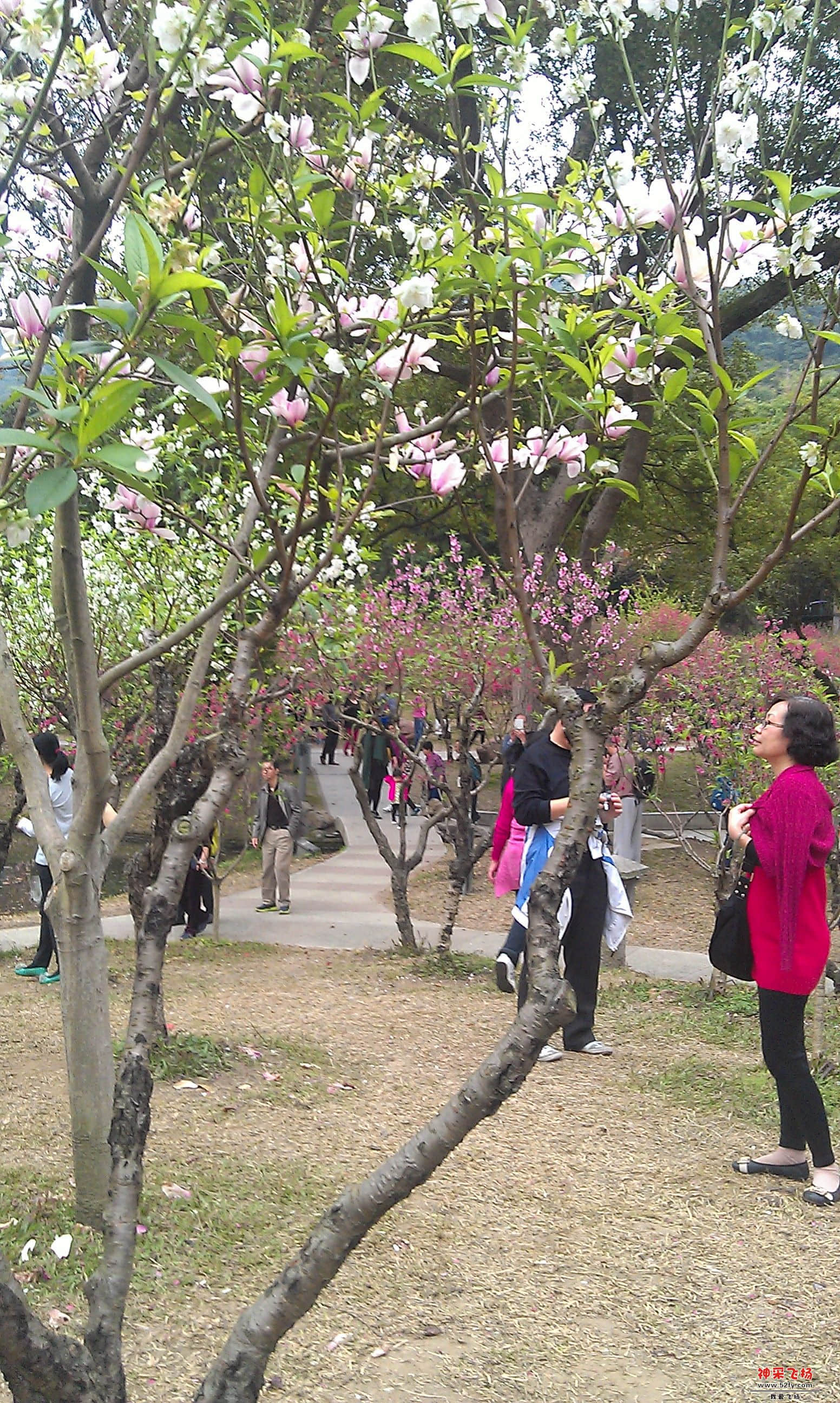 桃花3.jpg