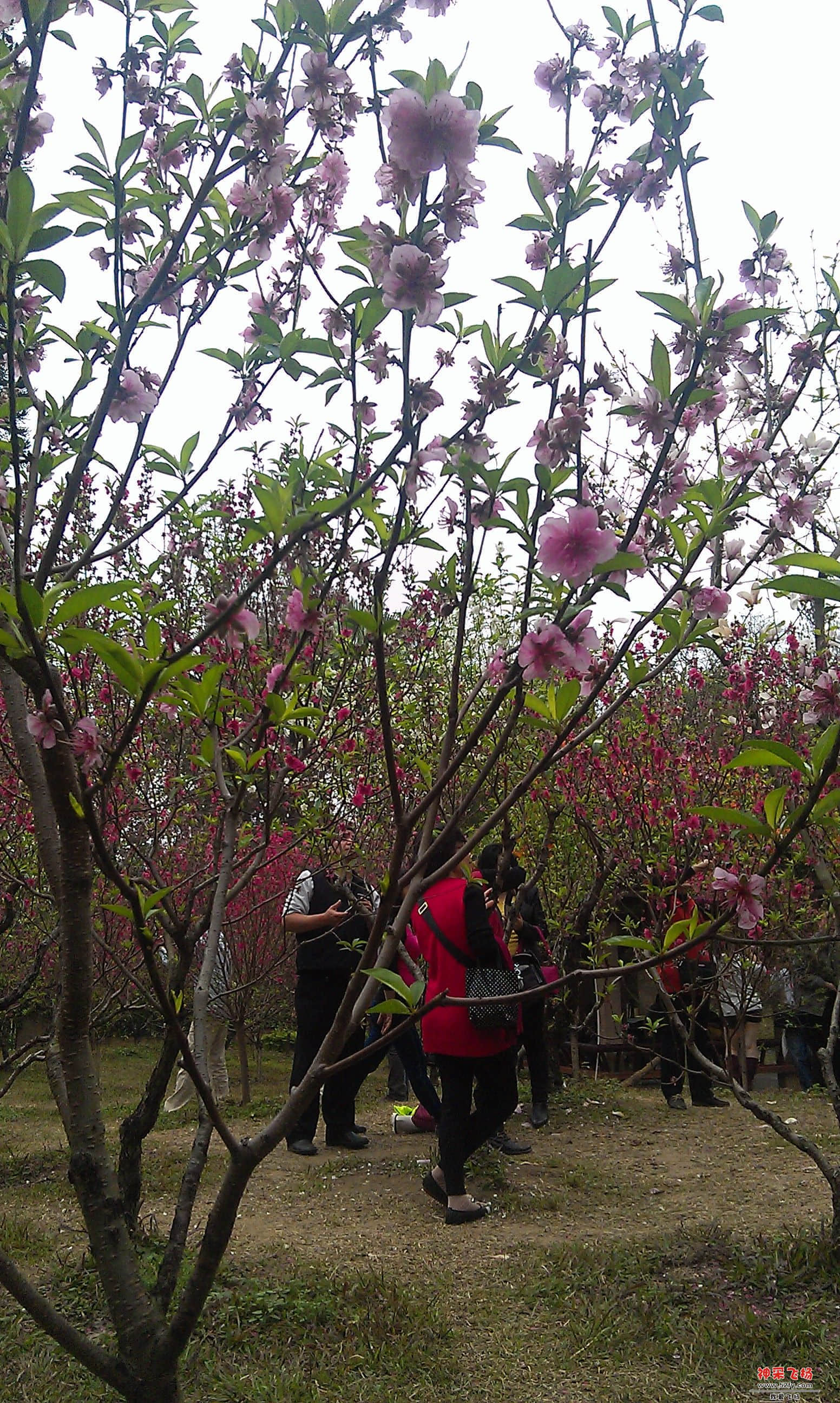桃花4.jpg