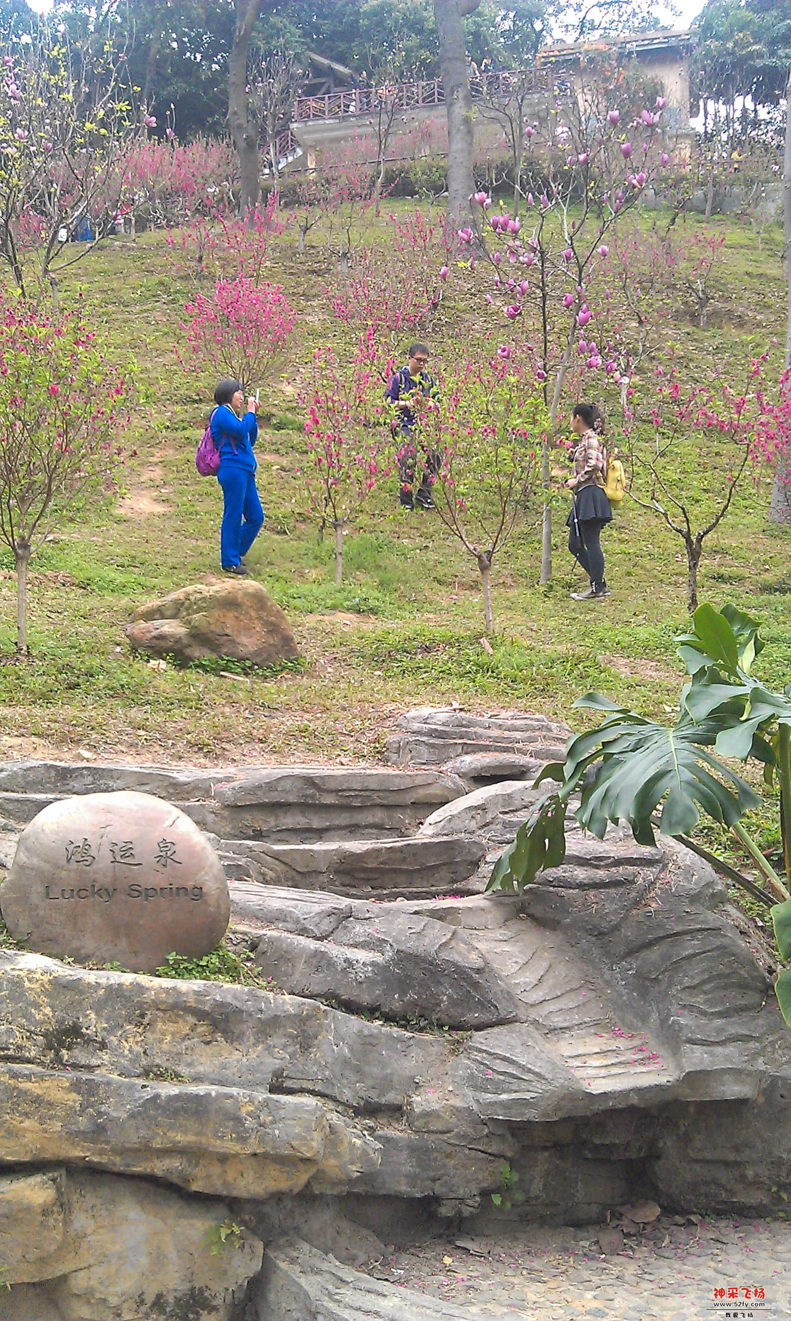 桃花7.jpg