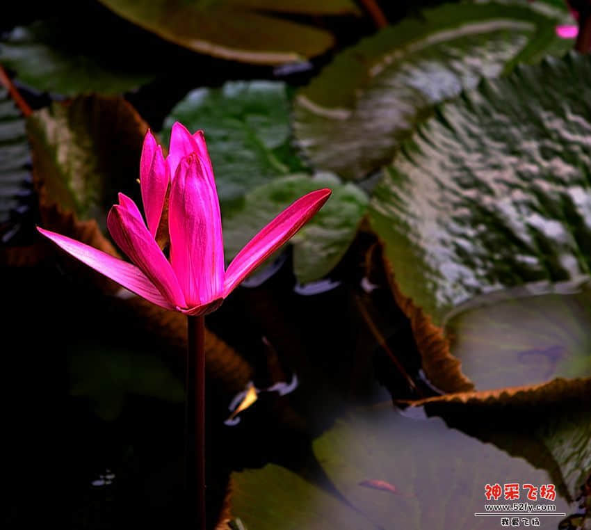 DSC_9186.JPG