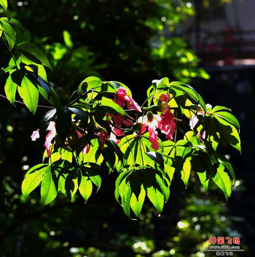 DSC_9715.JPG