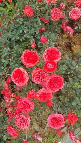 20160307_115801.jpg