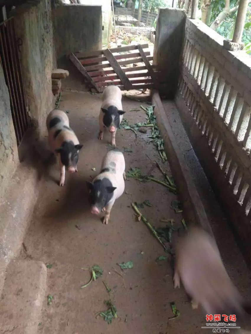 黎庆强土猪肉