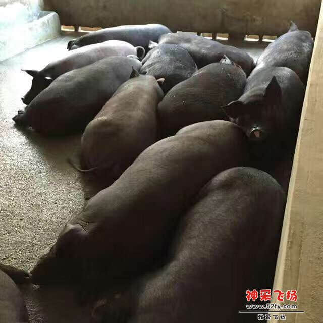 LQQ6.jpg