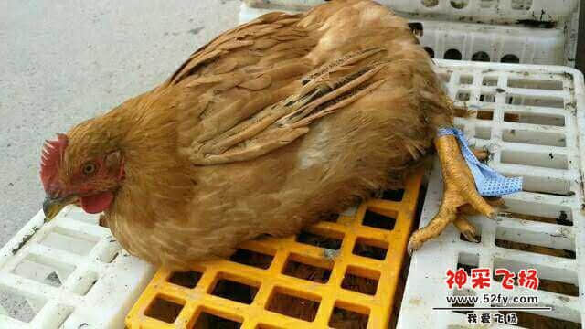wechat_upload15858415205e860570bfead