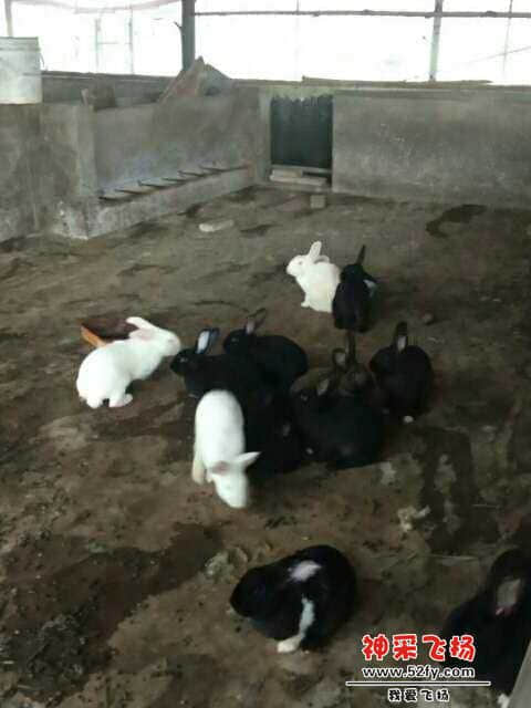 wechat_upload15858415215e86057106c1f