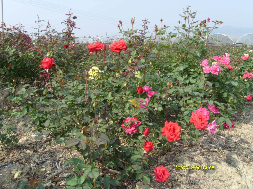 照片 090.jpg