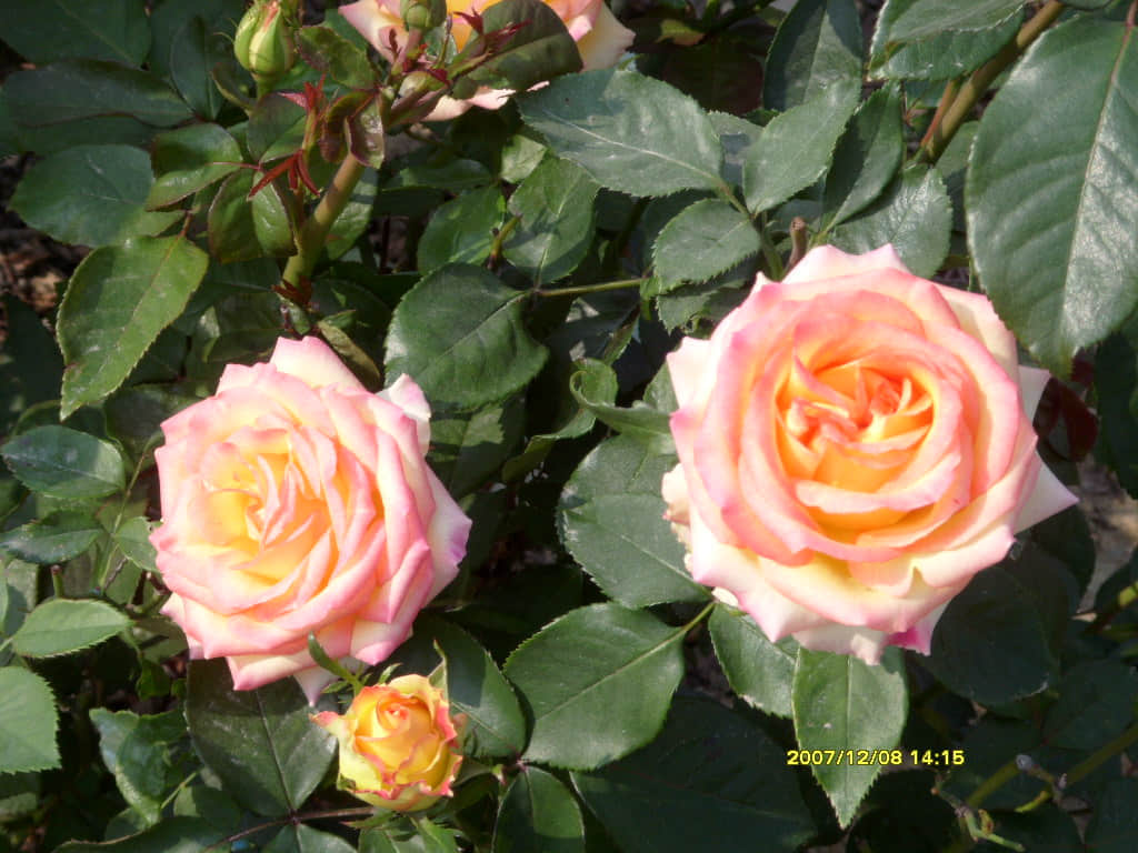 照片 104.jpg