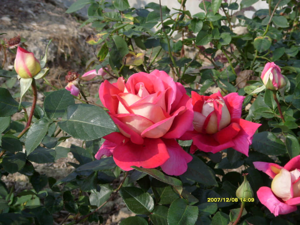 照片 095.jpg