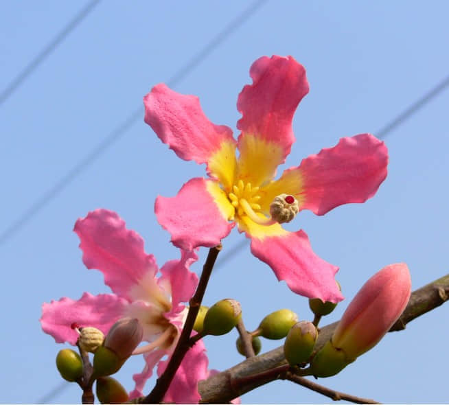 花.jpg
