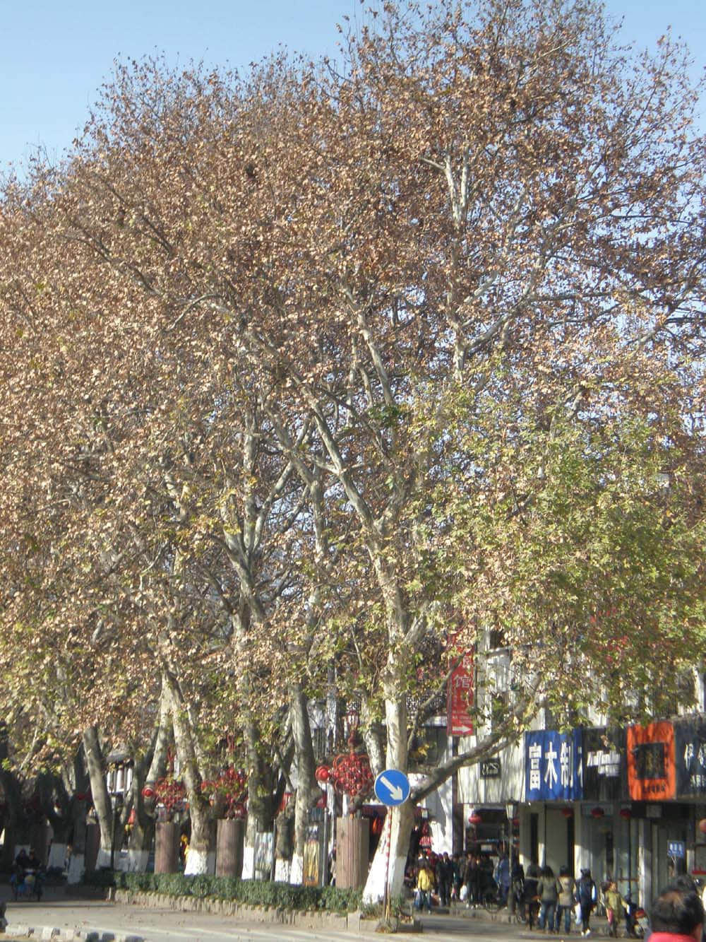 PC300333.jpg