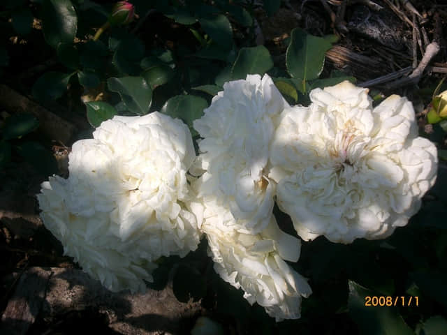 CIMG4782.JPG