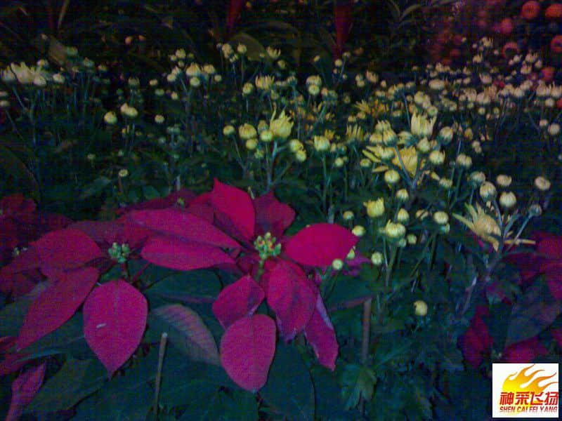 20080203053.jpg