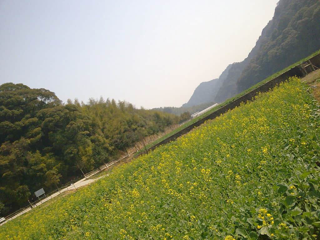 油菜花4.jpg