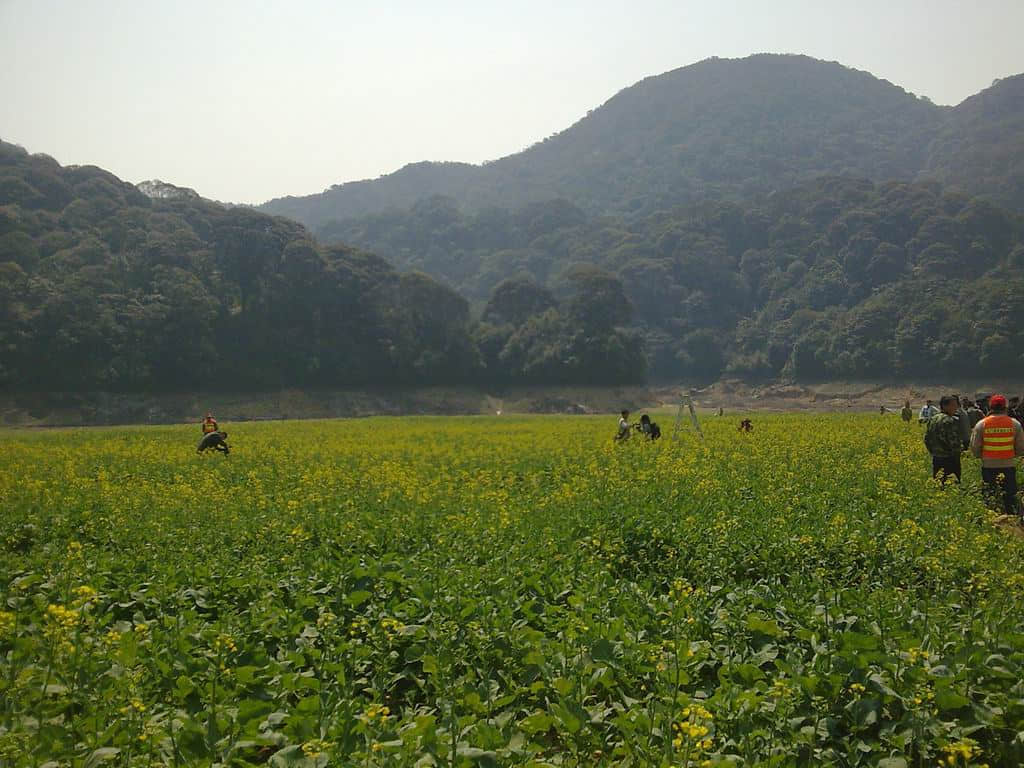 油菜花3.jpg