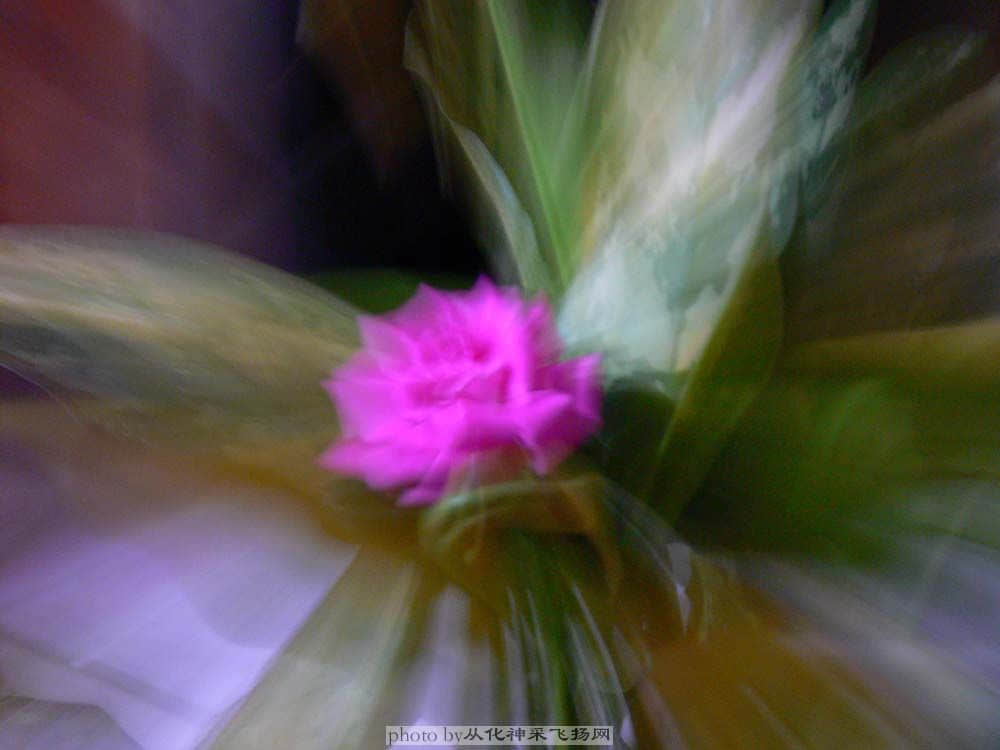 P1070240.jpg