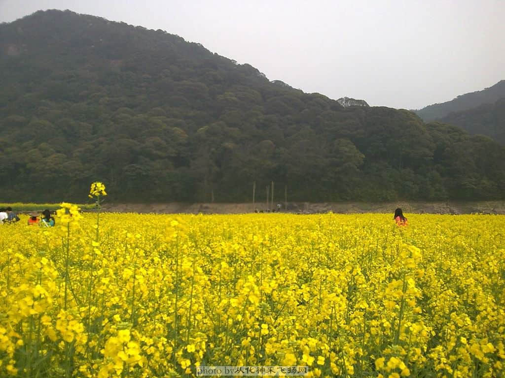 新油菜花图2.jpg