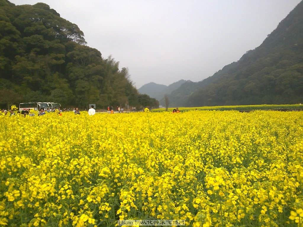 油菜花图3.jpg