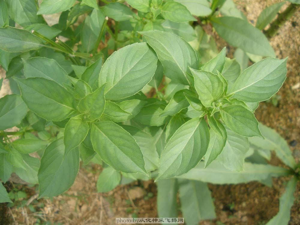 其实唔以将佢归类为草嘅，佢係香料嚟嘎，鱼香草。