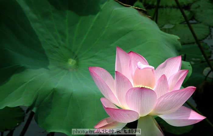 所以，你要绽放