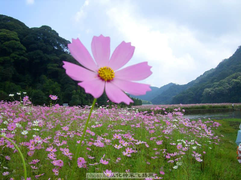 flower2.jpg