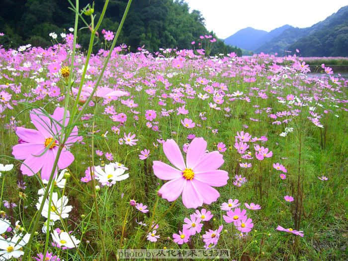 flower.jpg