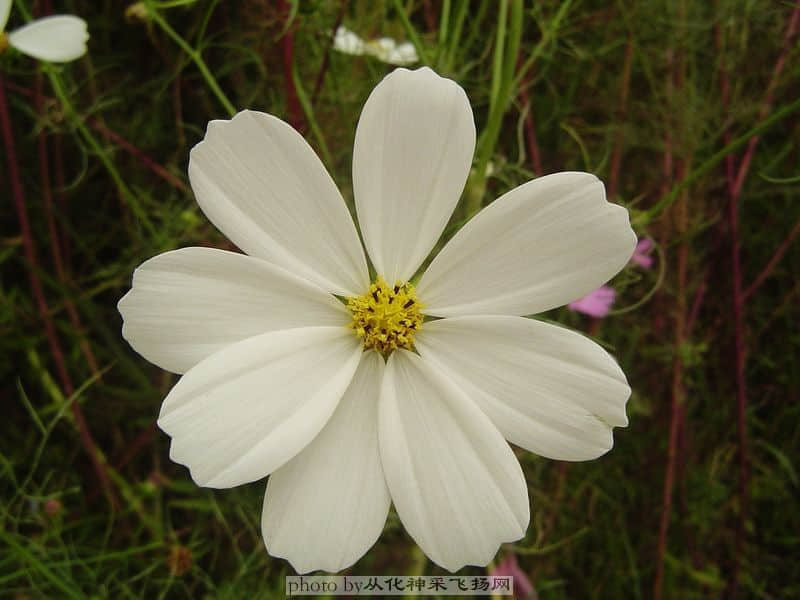 波斯菊5.jpg