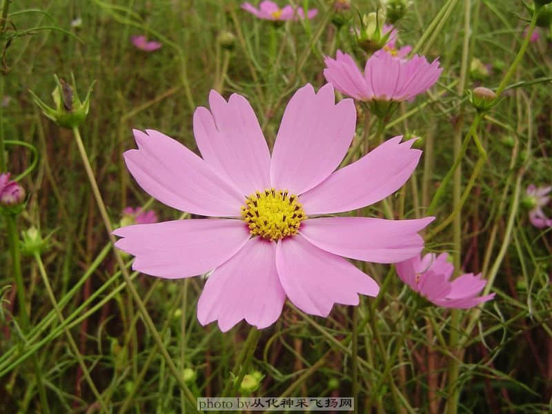 波斯菊6.jpg