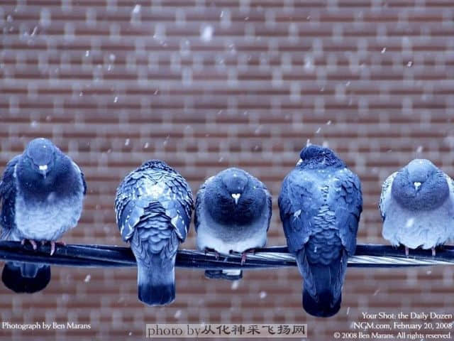 20081017_08ce79790f4e0ad1c874mQrjvf9BCogZ.jpg