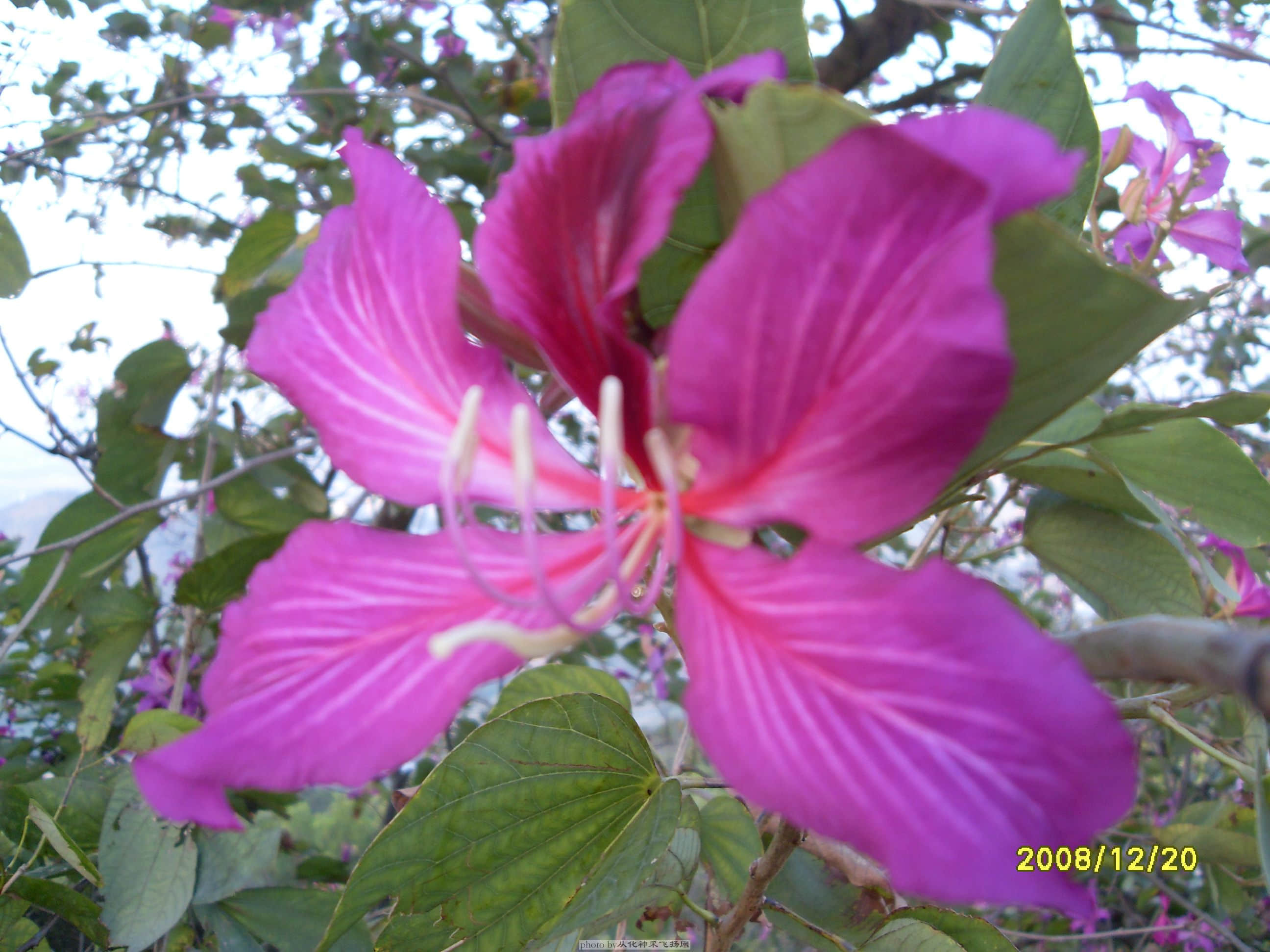 SDC10524.JPG