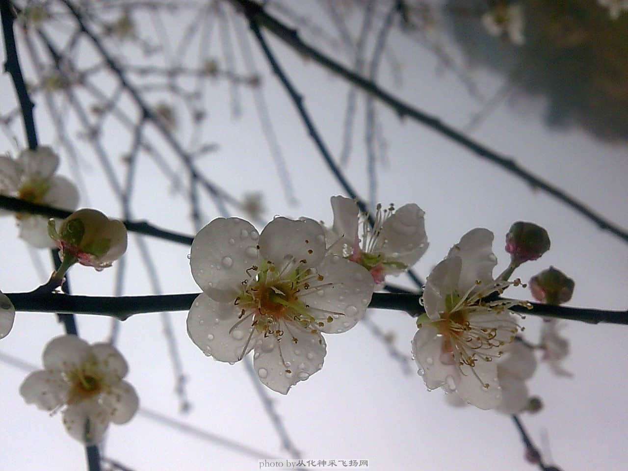 梅花带雨
