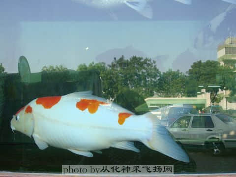 DSC06610.jpg