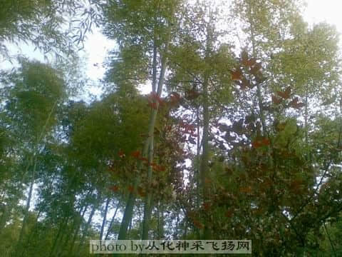 竹间红叶