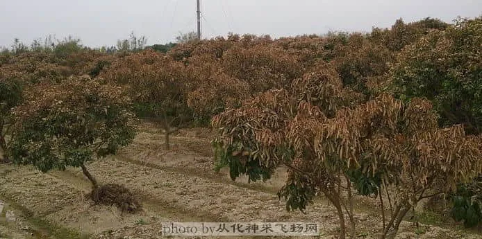 20090125382荔枝.webp