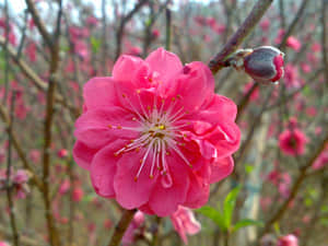 20090211432.jpg