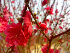 20090211431.jpg
