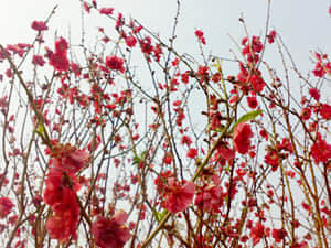 20090211430.jpg