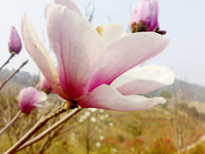 20090211447.jpg