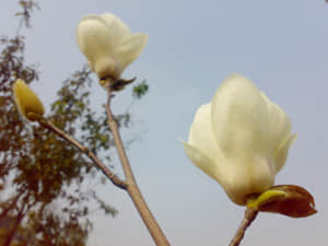 20090211443.jpg