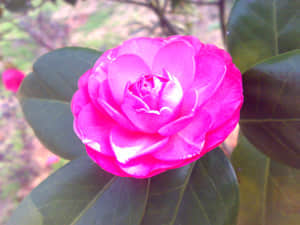 20090211463.jpg