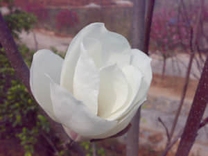 20090211444.jpg