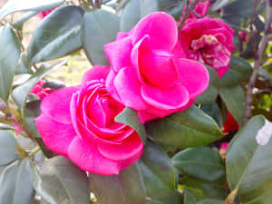 20090211456.jpg