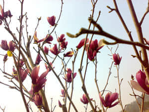 20090211455.jpg