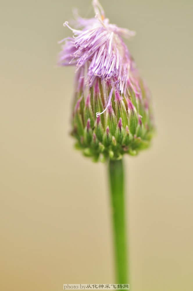 泥湖菜.jpg