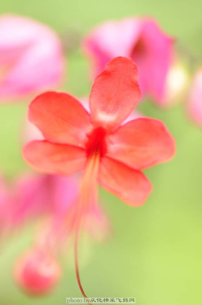 龙吐珠.jpg
