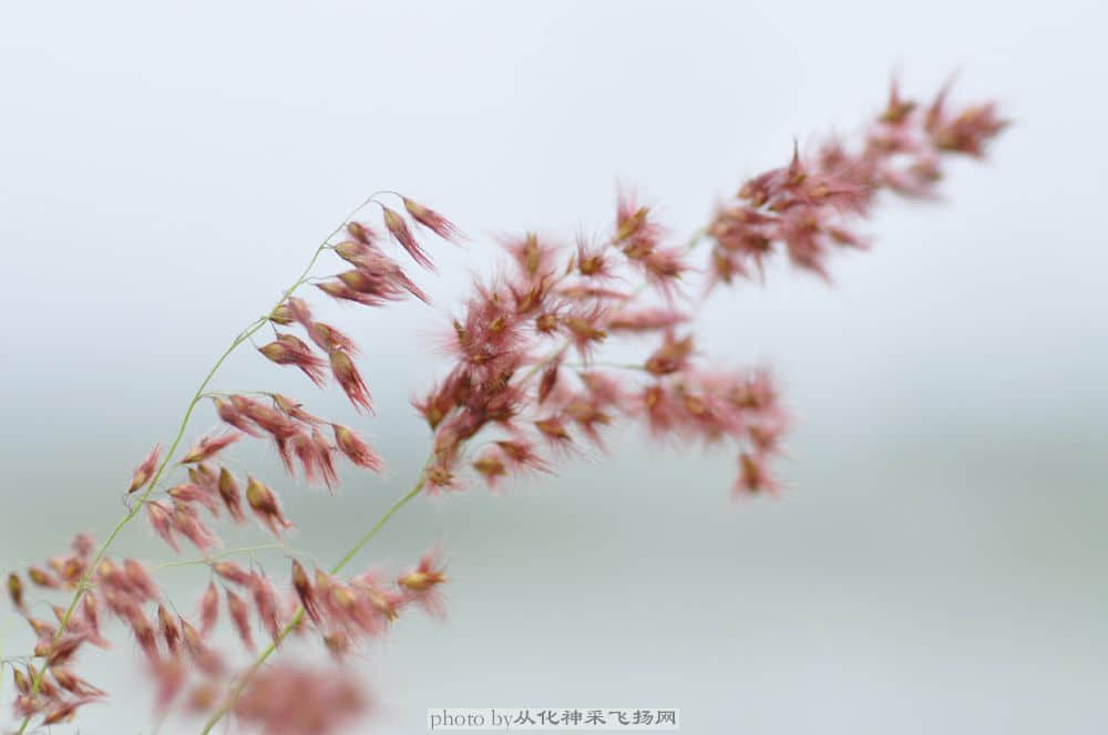 红毛草.jpg